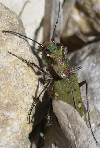 Réf. 229 156 : Cicindela campestris